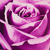 Close up foto van een geschilderde paarse bloem