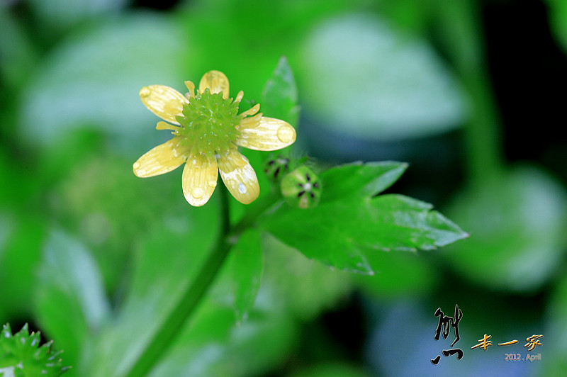三峽賞螢下午茶|珍園|螢火蟲花園