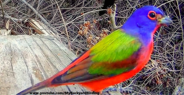 Painted Buntings - Most Colorful Songbird Close-Up