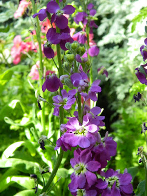 Matthiola incana Aida Blue Stock 2016 Allan Gardens Conservatory Spring Flower Show by garden muses-not another Toronto gardening blog