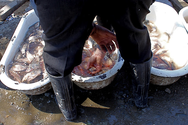 Fish kept in mini bathtubs in another market we visited, this time in the countryside. georgia..