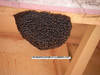 Bee Hive - Karaikudi 1000 Window House