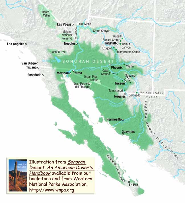 Stuff you didn't know you could do...: Spring in Sonoran Desert Stuff you didn't know you could do...: Spring in Sonoran Desert