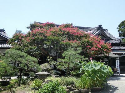  本覚寺のサルスベリ