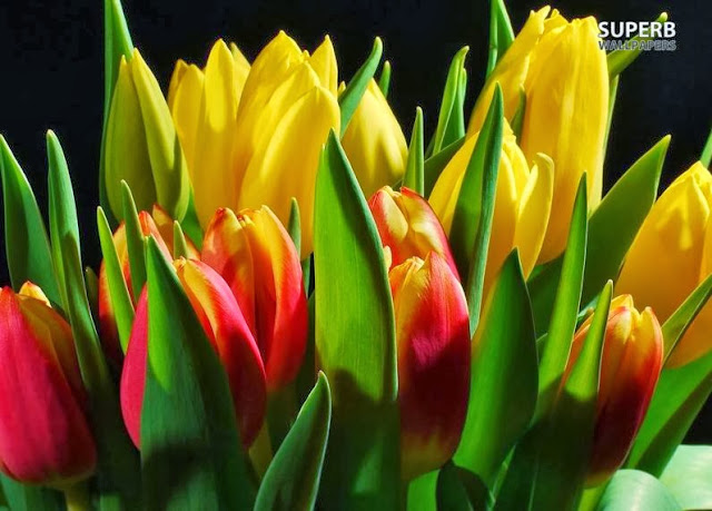 Tulip bouquet Wallpaper