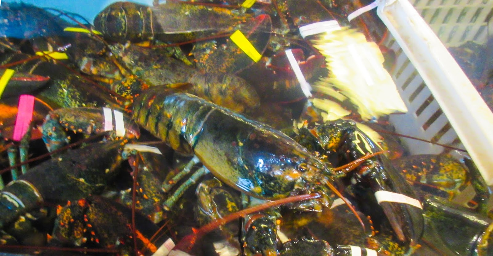 Cannundrums Beal's Lobster Pier Southwest Harbor, Maine