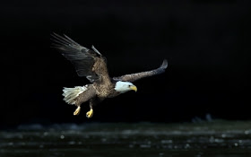 Beautiful Wallpapers: Eagle Wallpapers