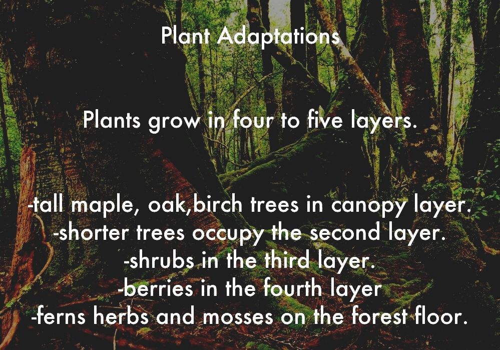 Temperate Deciduous Forest Temperate Forest Adaptations