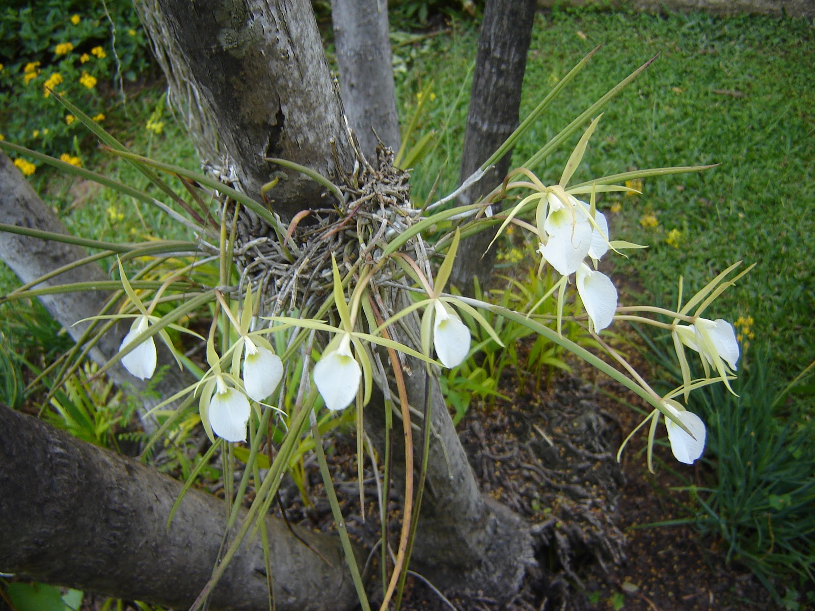 モンステラの種類 - Monstera tuberculata
