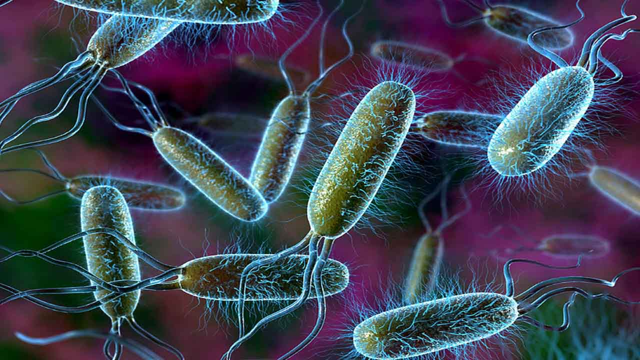 beneficial-bacteria.jpg