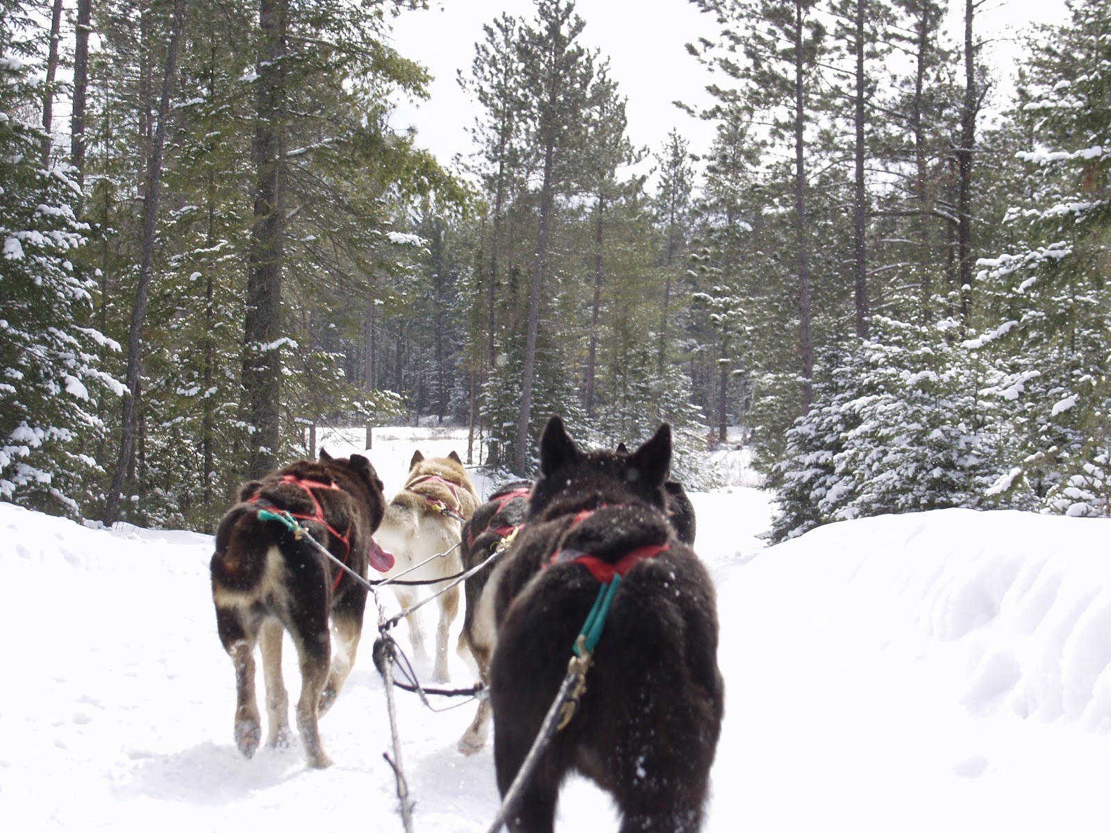 The Southern Terrain Blog Dog Sledding in Minnesota