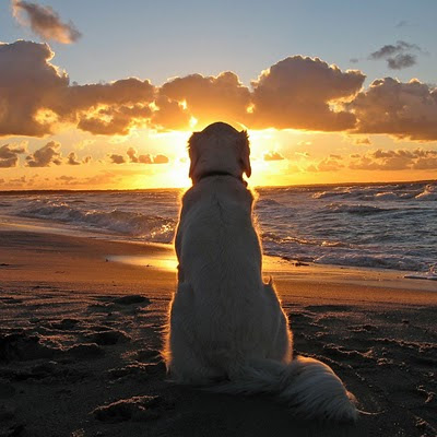 Dog is watching sunset download free wallpapers for Apple iPad