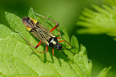 Miris striatus