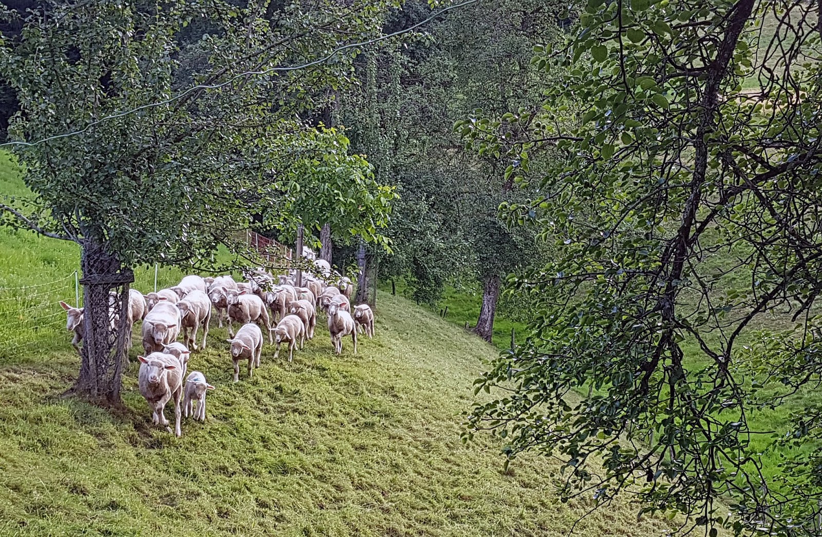 Zierart Wenn Es Draussen Regnet