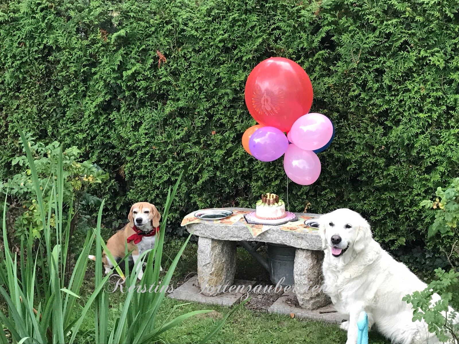 Geburtstagstorte für Hunde