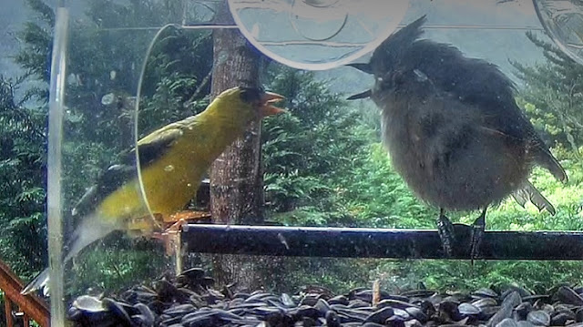 Goldfinch Versus Tufted Titmouse