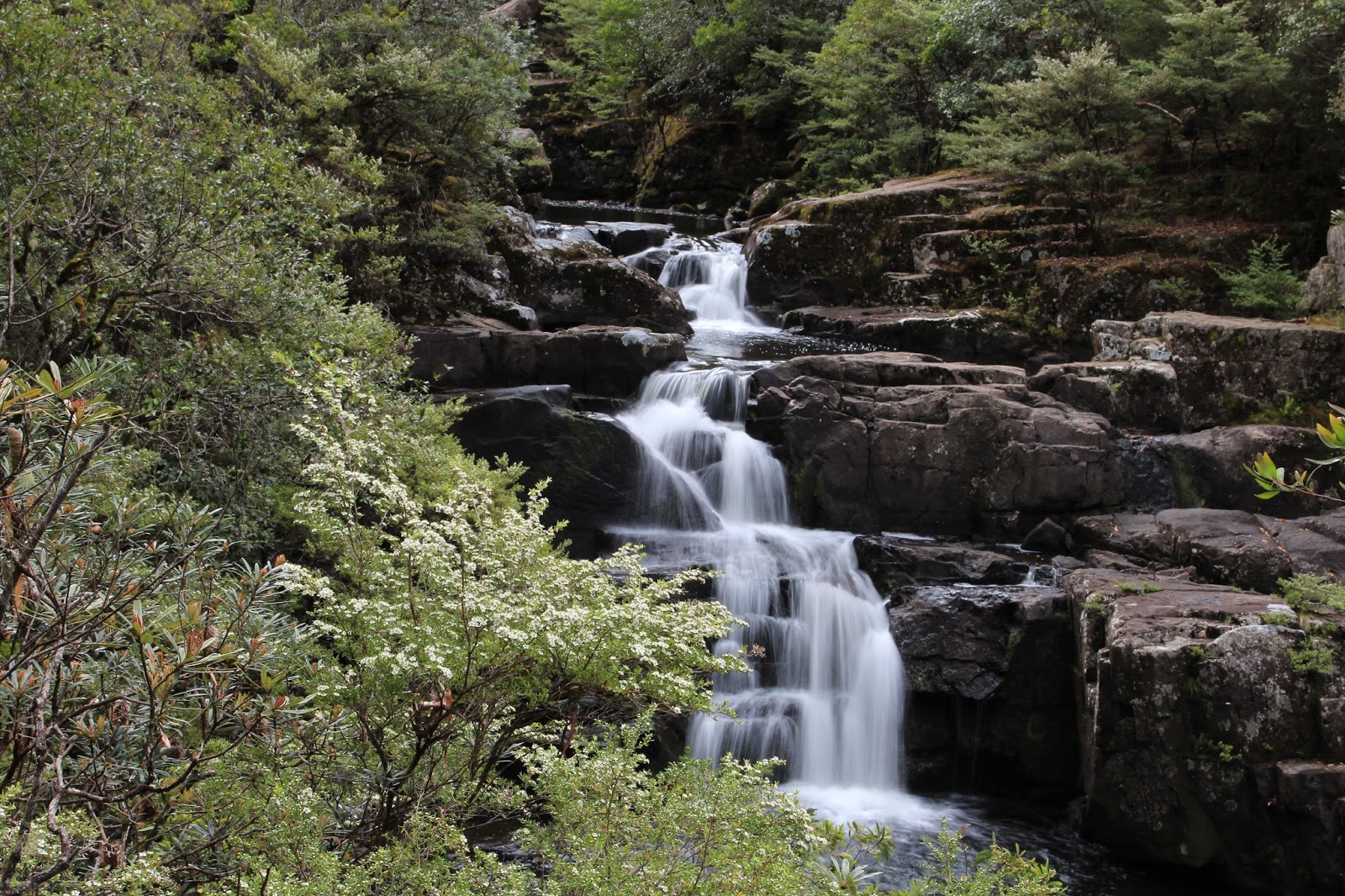 awildland Gloucester Falls Barrington Tops National Park