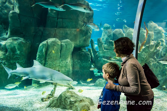 İstanbul Akvaryum'da oğlumla köpekbalıklarını izlerken, Aqua Florya