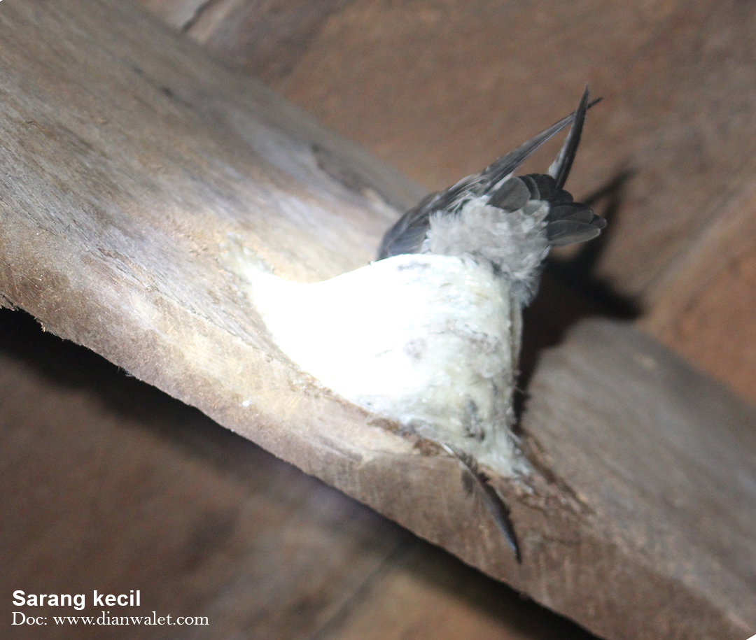 Penyebab Sarang Burung Walet Kecil Atau Kontet Dian Walet