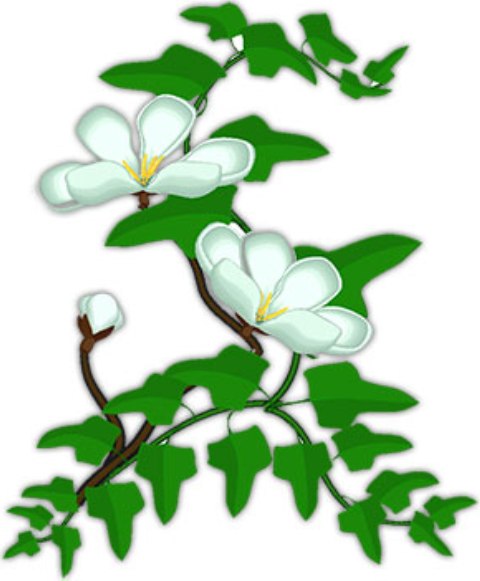 Pictures Of Flowers On Vines Pictures Of Flowers On Vines
