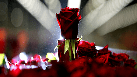 Kata Kata Janji Suci Sehidup Semati