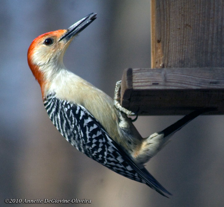 A Flurry of Feathers: Red-bellied Woodpecker