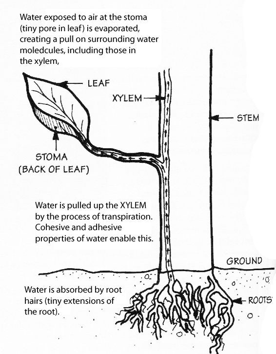 capillary action