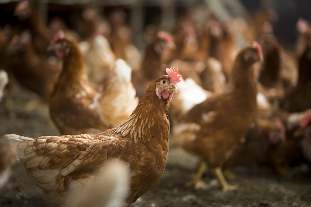 Masa Awal Penentu Kesuksesan Ternak Layer Majalah Infovet I Majalah Peternakan Dan Kesehatan Hewan