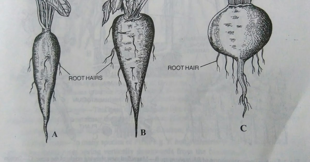 Roots modified roots and functions of rootdigieduco
