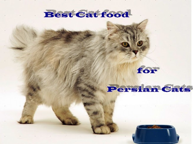 best cat food for persian cats