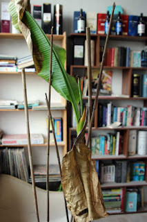 Sad banana plant Sad banana plant