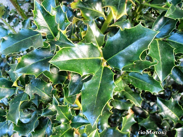 ACEBO: Ilex aquifolium
