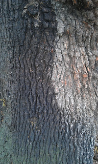 Quercus robur - Oak Tree Brockwell Park Mature Bark 