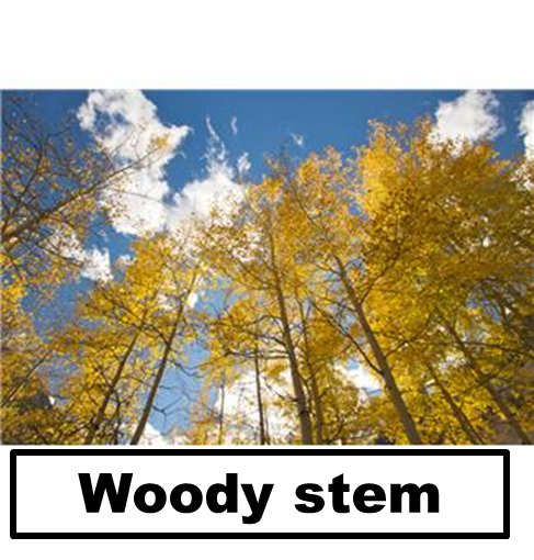 Science Groups Of Plants science-groups-of-plants