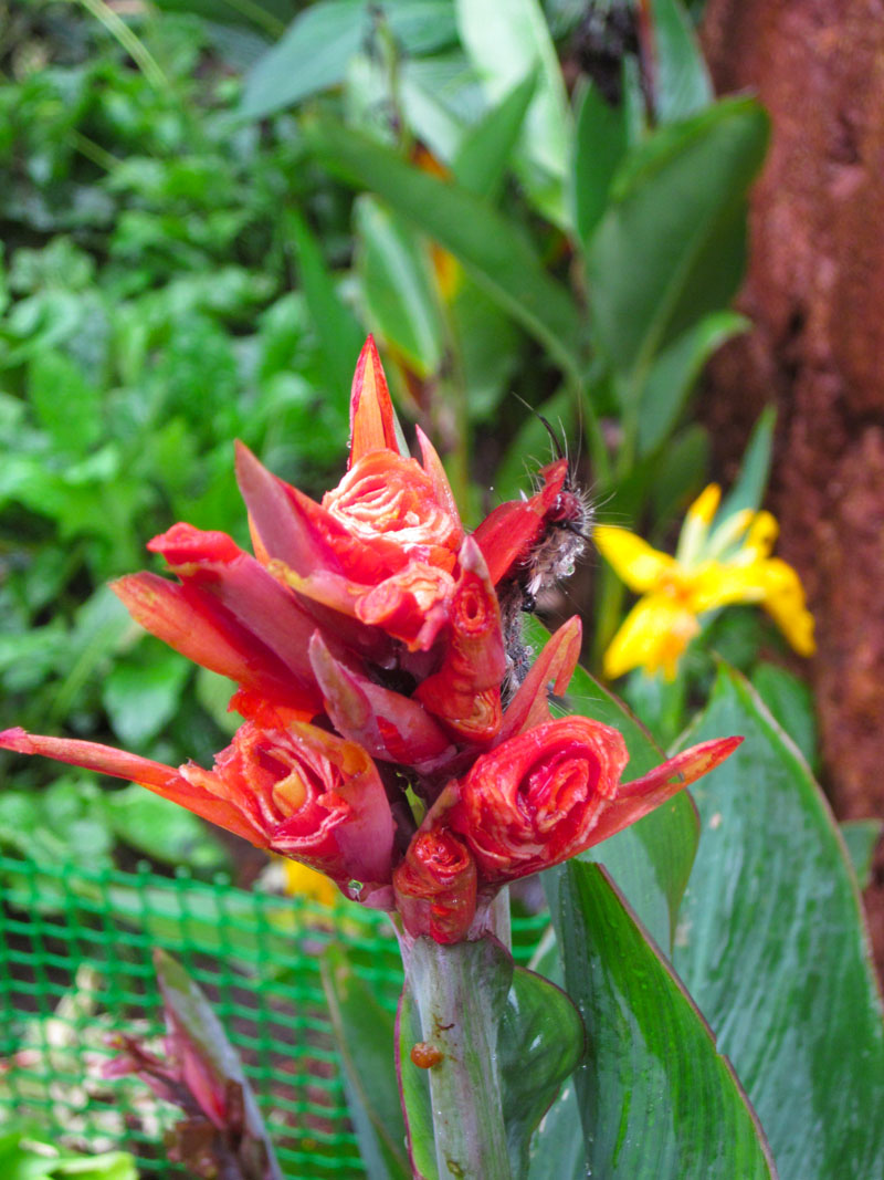 In And Around Me Goa Exotic wild flowers