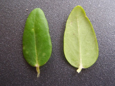 Hoja de la poligala mirtifolia