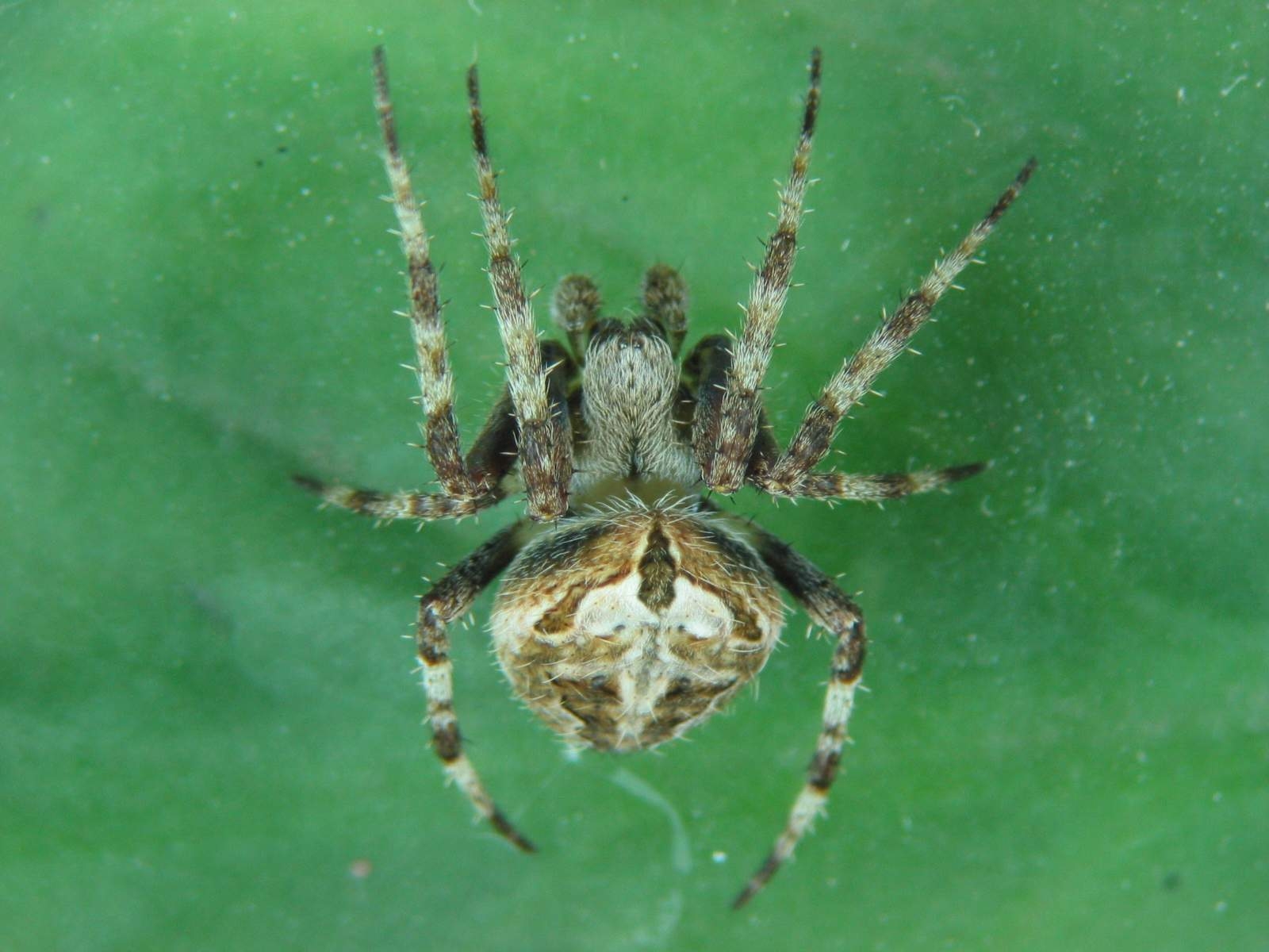 Orb Web Spiders of India