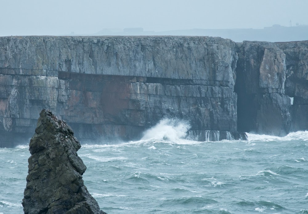 Pembrokeshire Birds: Changes at the main guillemot colony ledge on ...