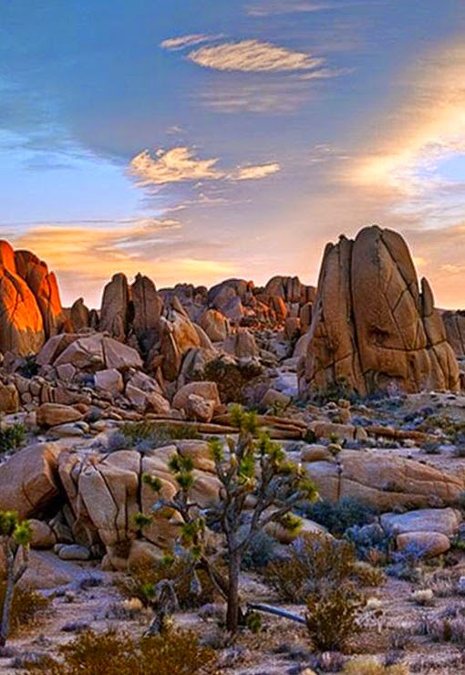 Joshua Tree Park