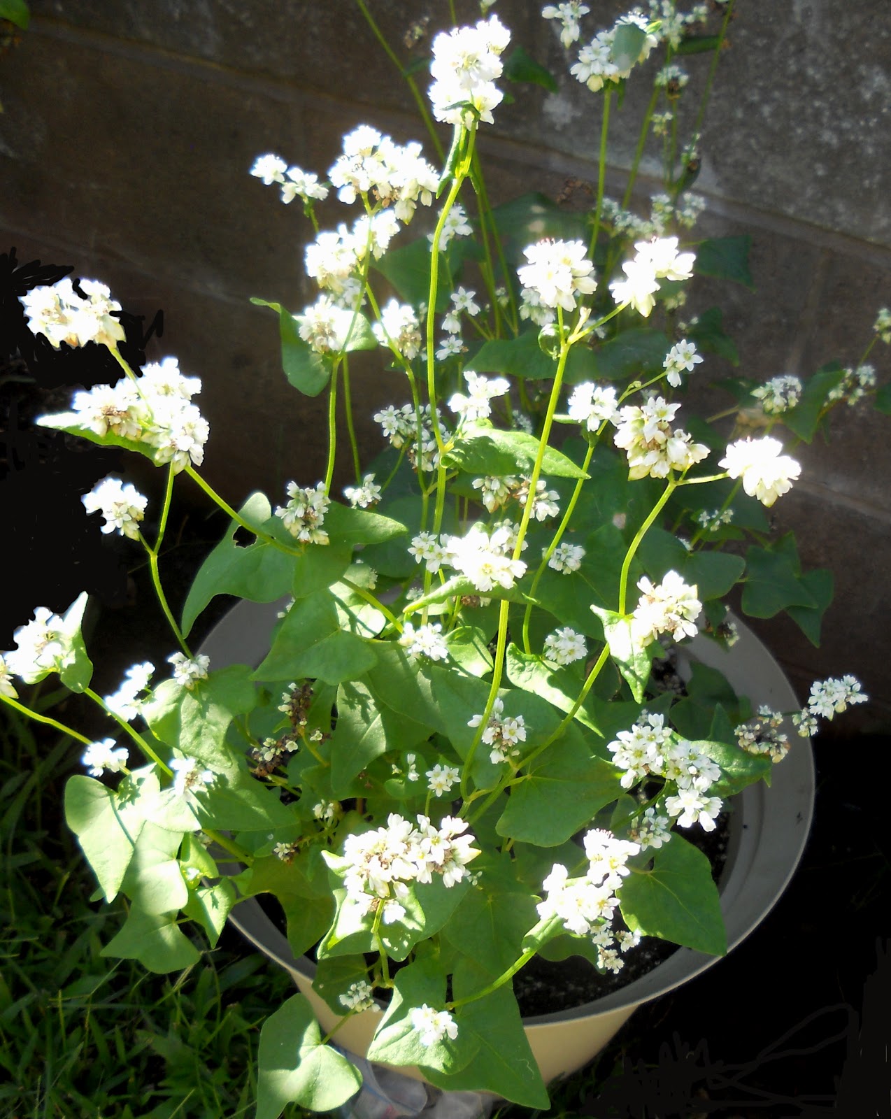A Kitchen Garden in Kihei Maui Growing Buckwheat in Kihei