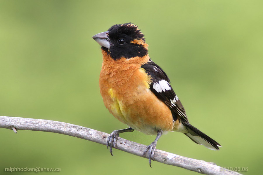 The Backyard Wildbird and Nature Store Nanaimo bird report, May 21, 2017