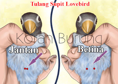 Cara Paling Tepat Membedakan Jenis Kelamin Lovebird Anakan Dan Dewasa Mengetahui jenis kelamin burung lovebird yang kita pelihara memang sangat penting Cara Paling Tepat Membedakan Jenis Kelamin Lovebird Anakan Dan Dewasa