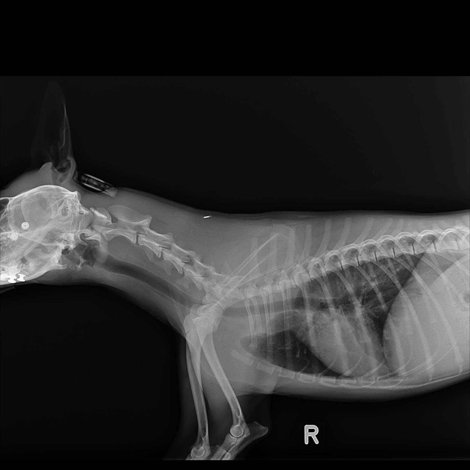 Veterinary, Photography and Travel Stories for vet students and pet