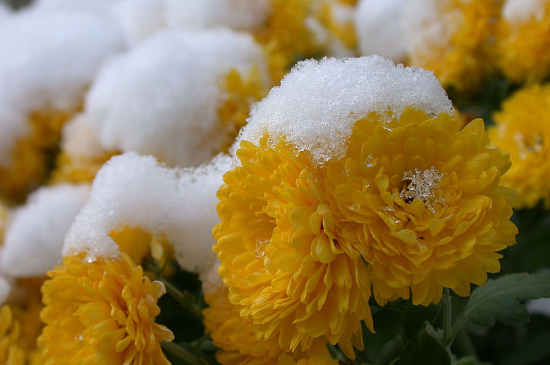 Send Flowers to Chennai, Florist in Chennai