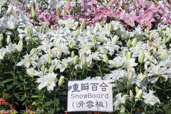 台中后里|中社花市|2019百合花和數十種花海美翻天|婚紗外拍熱門景點 台中后里|中社花市|2019百合花和數十種花海美翻天|婚紗外拍熱門景點