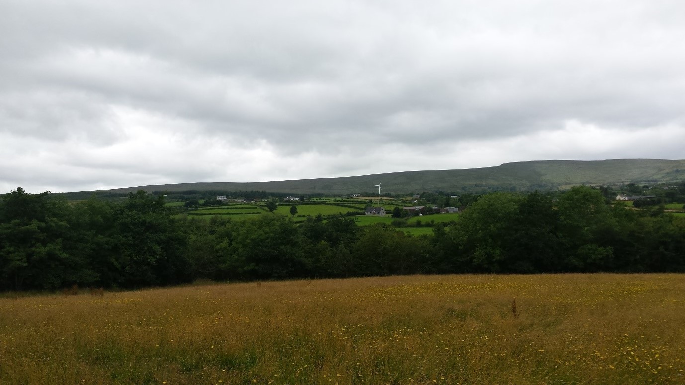 BSBI News & Views Botanising in Co. Derry