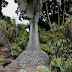 How To Grow Pony Tail Palm Tree In Dry Climate