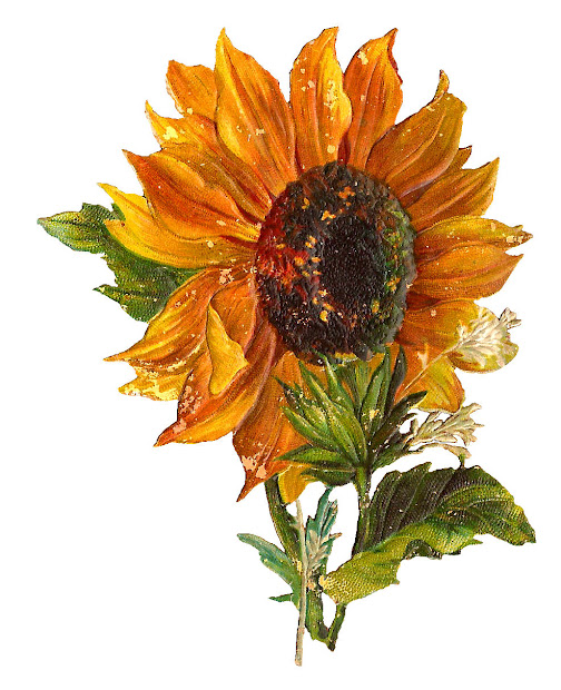 antique digital stock sunflower