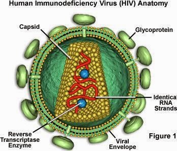 Anatomi dari virus HIV