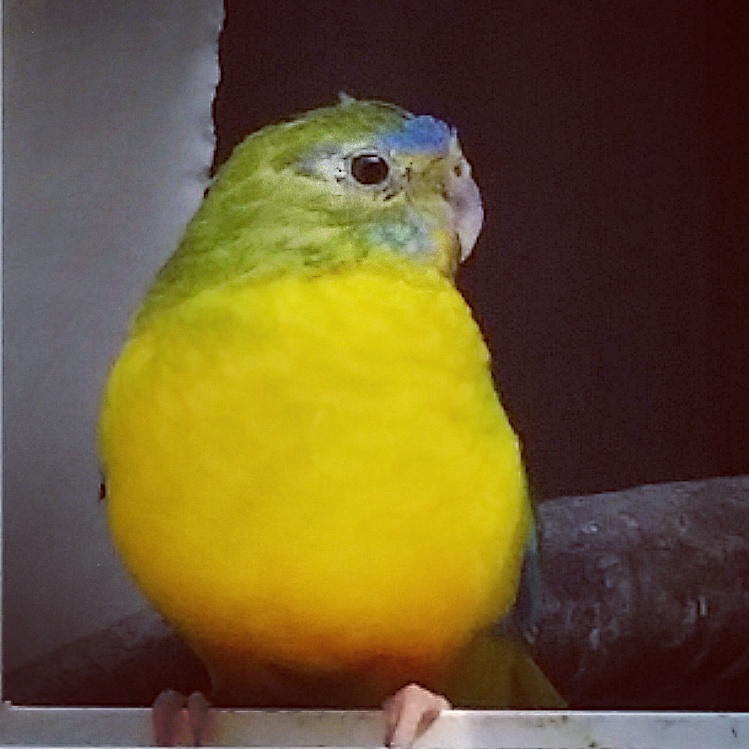 Happy Bird Place Finch and Grasskeet Blog Breeding season ending. Time